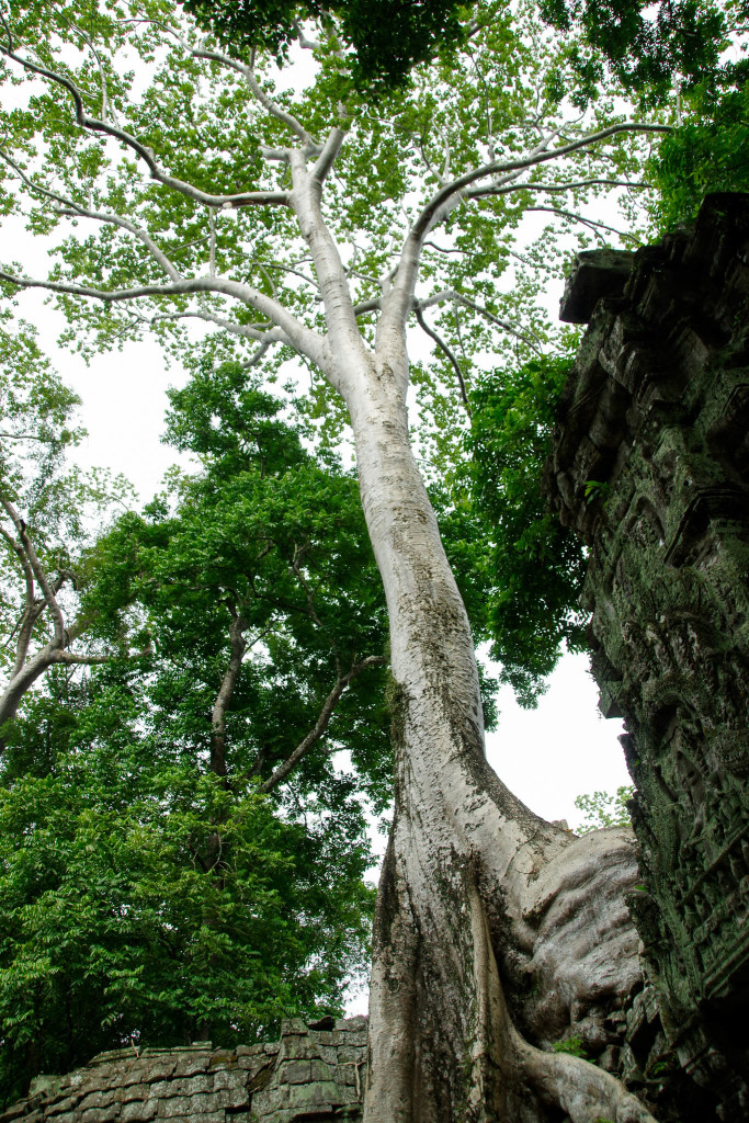 July 17, 2015for blog-Ta Prohm Temple_IMG2042_