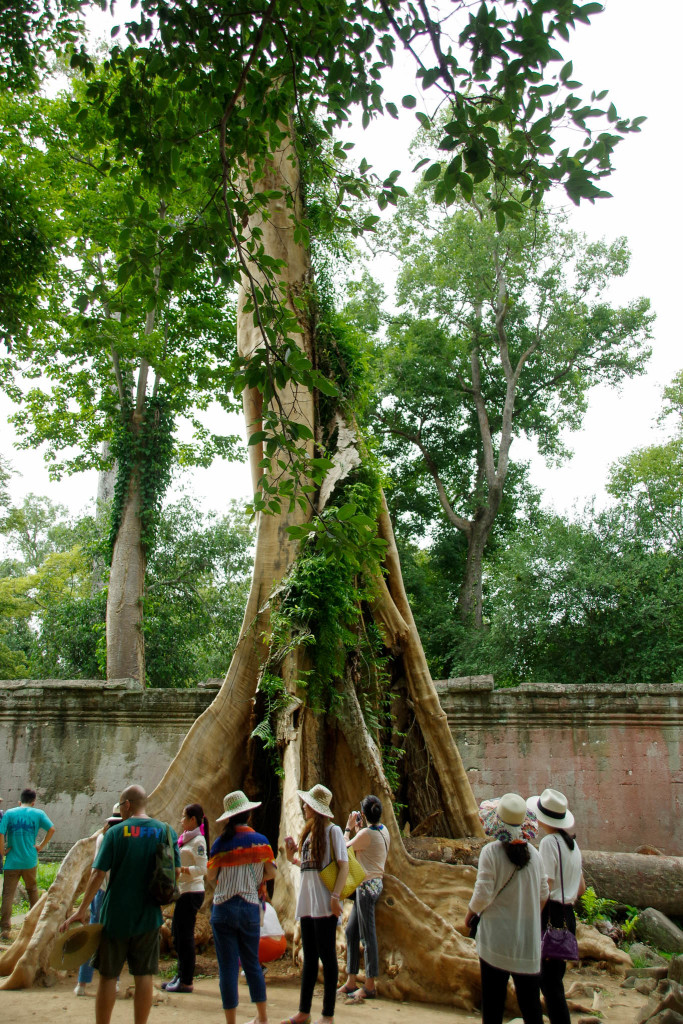 July 17, 2015for blog-Ta Prohm Temple_IMG2044_