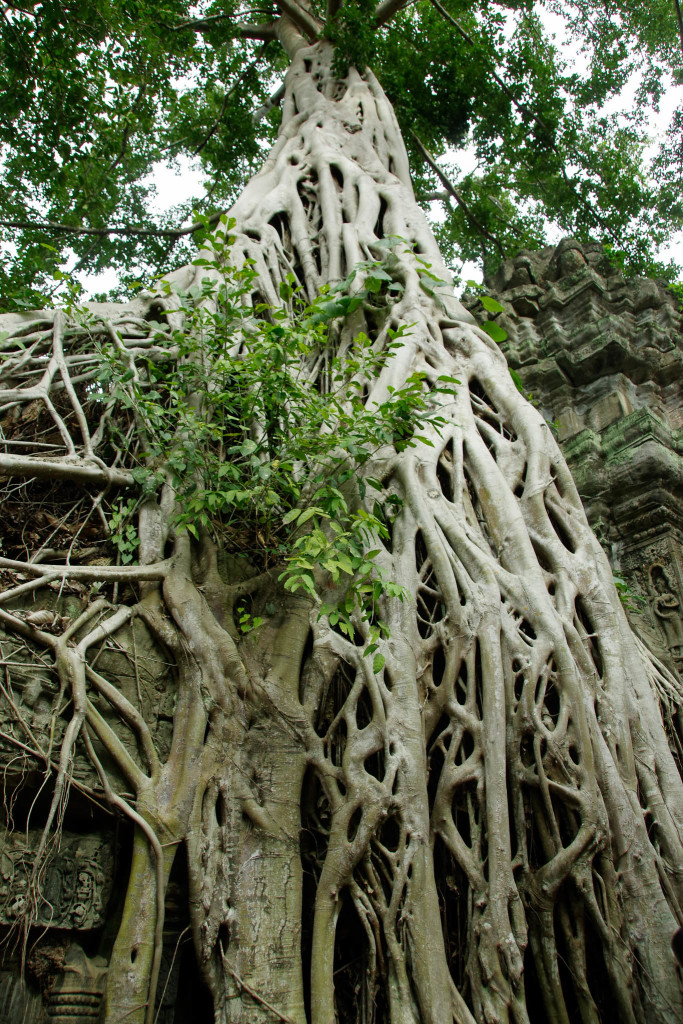 July 17, 2015for blog-Ta Prohm Temple_IMG2061_