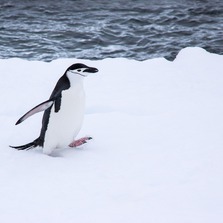 Chinstrap Penguin In Antarctica Creative Photographs By Shelly Rosenberg