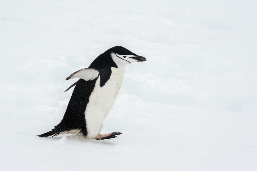 botanicula fat penguin