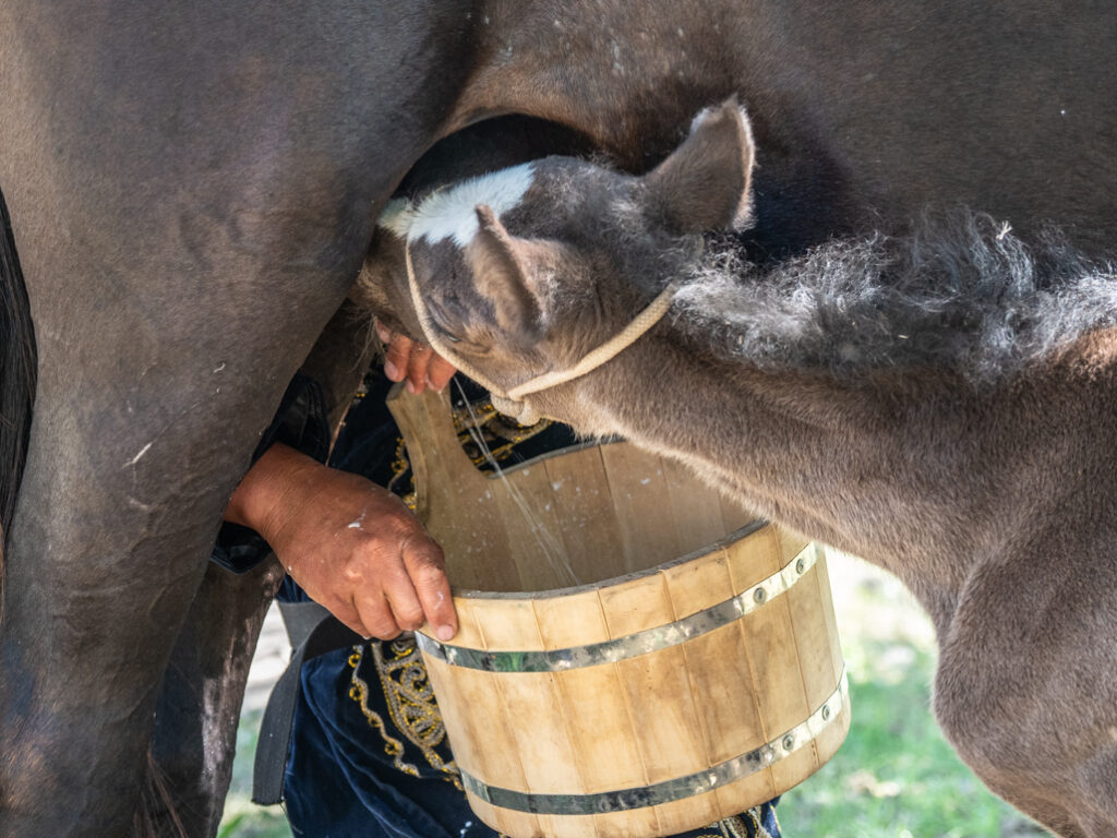 Horse Milking in Kyrgyzstan | Creative Photographs by Shelly Rosenberg