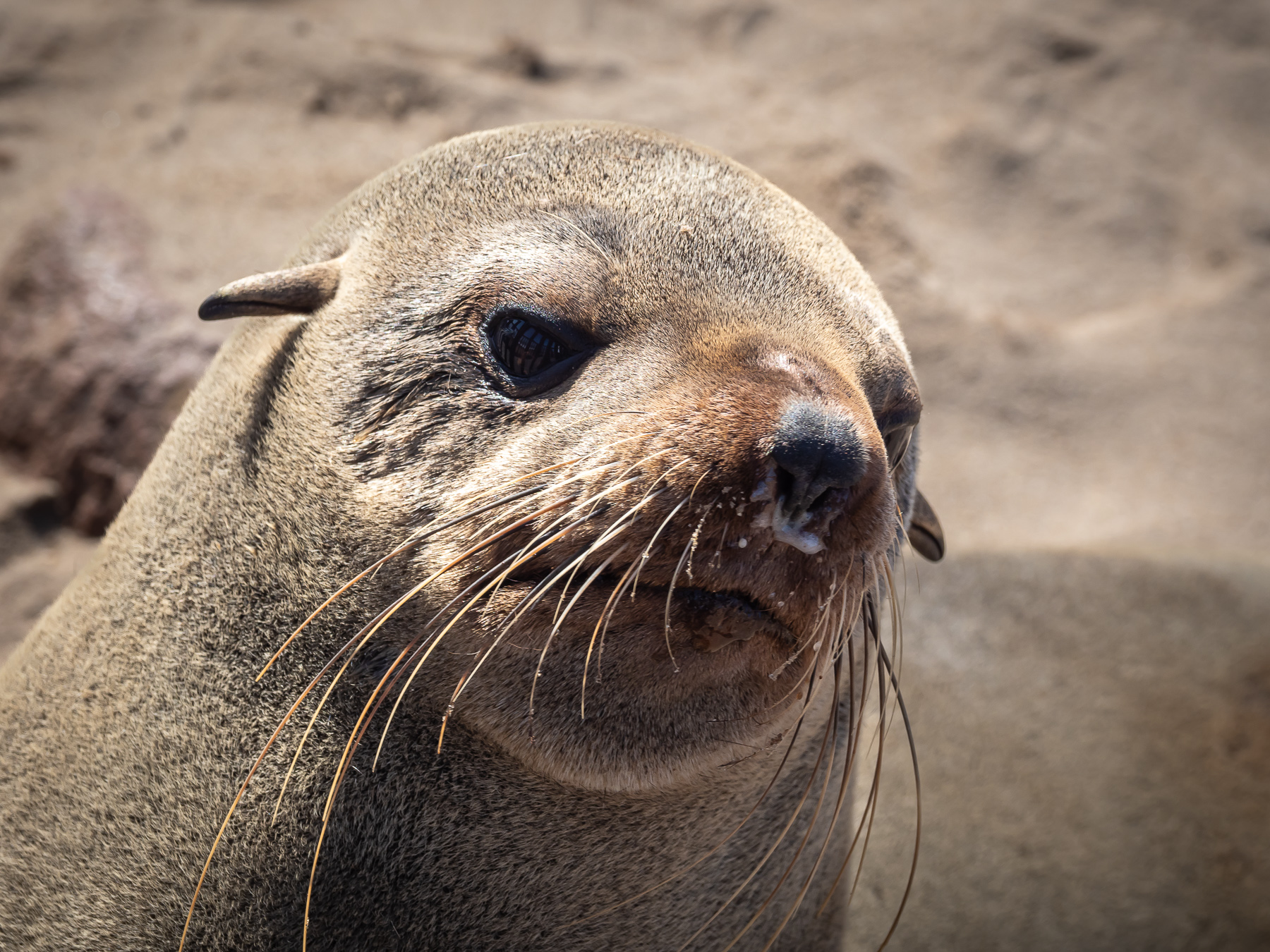 Fur Seals at Cape Cross, Namibia | Creative Photographs by Shelly Rosenberg